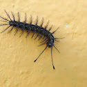 Gusano