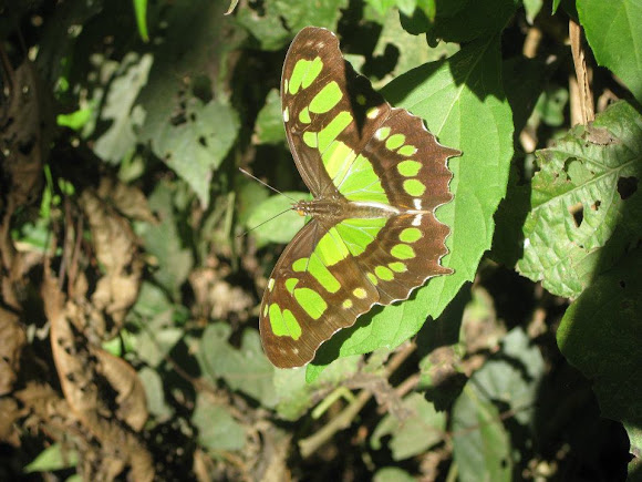 Spotting Image 1