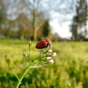 Seven-spot ladybird