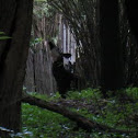 Okapi