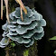 Dictyonema