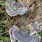 blue turkey tail
