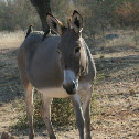 Red-billed Oxpecker