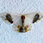 Drepanidae: Drepaninae