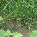 Green frog