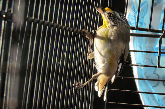 Spotting Image 1