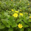 creeping oxeye
