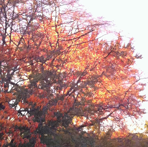 Spotting Image 1