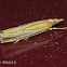 Double-banded Grass-veneer Moth