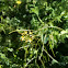Wild mustard