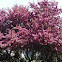 Apple blossom