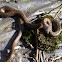 Schlingnatter (smooth snake)