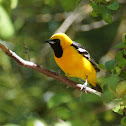 Hooded Oriole