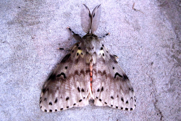 Spotting Image 1
