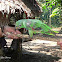 Mealy Amazon
