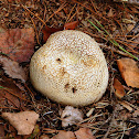 Common Earthball