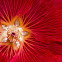 Hollyhock