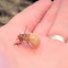 Cicada