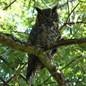 Great Horned Owl