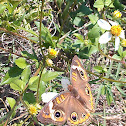 African ringlet butterfly