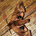Blind-eyed Sphinx Moth