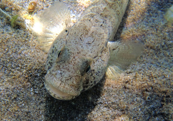 Spotting Image 1