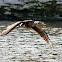Cormorants