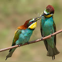European Bee-eater