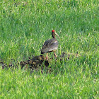 Red-naped Ibis