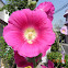 Hollyhocks  Alcea