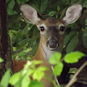 White-tailed Deer