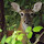 Wildlife at the Marshlands Conservancy 
