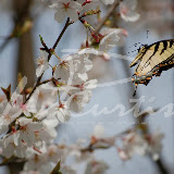 W.P. Wes Smith - WNC Mountain Photography
