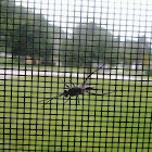 Ensign Wasp
