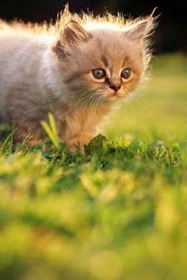 How to install Lovely Cats Puzzle 1.1 mod apk for laptop