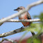 Pyrocephalus rubinus fe