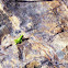 Grasshopper