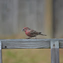 House Finch