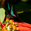 butterfly