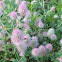 Rabbits foot clover