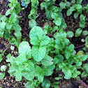 Peppermint