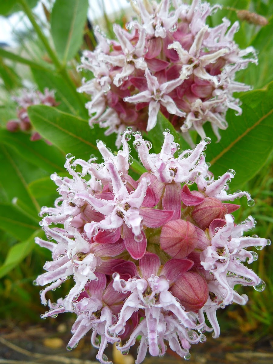 Butterfly milkweed
