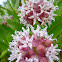 Butterfly milkweed