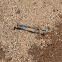 Big bluet damselfly