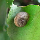 Snail