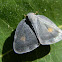 Ricaniid planthopper