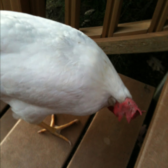 Spotting Image 1