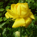 Ranúnculos