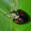 Tortoise beetle