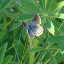 Karner Melissa Blue